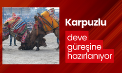 Karpuzlu deve güreşine hazırlanıyor