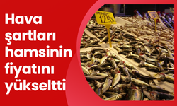 Hava şartları hamsinin fiyatını yükseltti