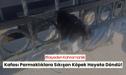 Kafası demir parmaklıklara sıkışan köpek itfaiye tarafından kurtarıldı