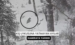 Kış uykusunu unutan ayılar kameralara yansıdı...