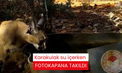 Karakulak su içerken fotokapana takıldı