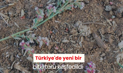 Türkiye'de yeni bir bitki türü keşfedildi