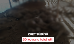 Kurt sürüsü 60 koyunu telef etti