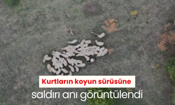 Kurtların koyun sürüsüne saldırı anı görüntülendi