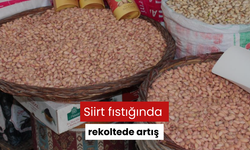 Siirt fıstığında rekoltede artış