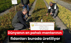 Dünyanın en pahalı mantarının fidanları burada üretiliyor