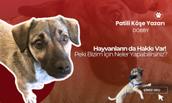 Hayvanların da Hakkı Var! Peki Bizim İçin Neler Yapabilirsiniz?