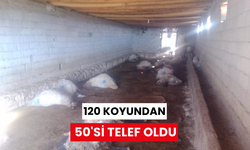 Mera dönüşü zehirlenen 120 koyundan 50'si telef oldu