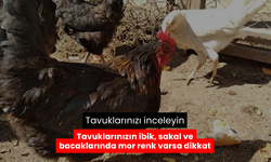 Tavuklarda mor renk uyarısı! Tavuklarınızda İbik, Sakal ve bacaklarda Morluk Görürseniz, Dikkat!