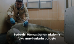 Tedavisi tamamlanan Akdeniz foku mavi sularla buluştu