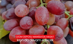 Üzüm deposu Manisa’da hasat kışın da devam edecek