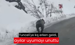 Tunceli'ye kış erken geldi, ayılar uyumayı unuttu