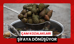 Çam kozalakları şifaya dönüşüyor