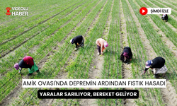 Amik Ovası'nda fıstık Hasadı; Depremin izleri silinirken, bereket dönemi başladı