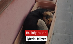 Bu köpekler işlerini biliyor