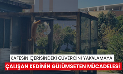 Kafesin içerisindeki güvercini yakalamaya çalışan kedinin gülümseten mücadelesi