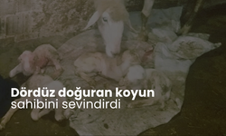 Dördüz doğuran koyun sahibini sevindirdi