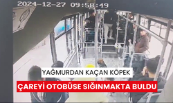 Köpeğin yolcularla seyahati kamerada