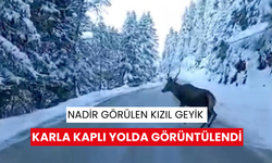 Nadir görülen kızıl geyik karla kaplı yolda görüntülendi