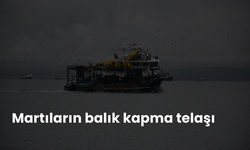 Martıların balık kapma telaşı