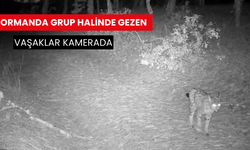 Ormanda grup halinde gezen vaşaklar kamerada