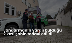 Jandarmanın yaralı bulduğu 2 kızıl şahin tedavi edildi