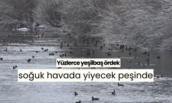 Yüzlerce yeşilbaş ördek, soğuk havada yiyecek peşinde