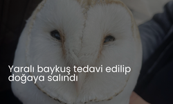 Yaralı baykuş tedavi edilip doğaya salındı