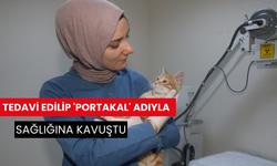 Tedavi edilip 'Portakal' adıyla sağlığına kavuştu