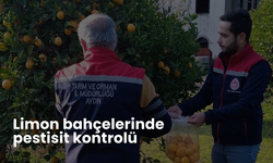 Limon bahçelerinde pestisit kontrolü