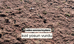 Lodos sonrası kıyılara kızıl yosun vurdu