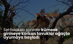 Sel felaketi sonrası kümese girmeye korkan tavuklar ağaçta uyumaya başladı