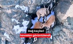 Dağ keçileri havadan görüntülendi