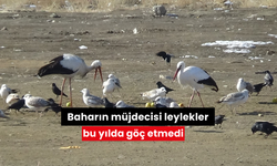 Baharın müjdecisi leylekler bu yılda göç etmedi