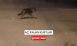 Aç kalan kurtlar şehre indi