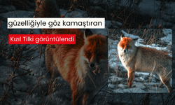 Güzelliğiyle göz kamaştıran Kızıl Tilki görüntülendi