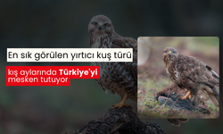 En sık görülen yırtıcı kuş türü, kış aylarında Türkiye'yi mesken tutuyor