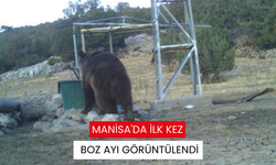 Manisa'da ilk kez boz ayı görüntülendi