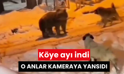 Köye ayı indi