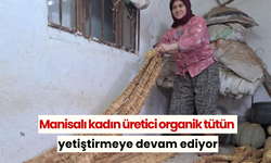 Manisalı kadın üretici organik tütün yetiştirmeye devam ediyor