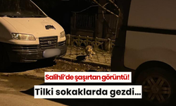 Salihli’de şaşırtan görüntü! Tilki sokaklarda gezdi…