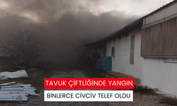 Tavuk çiftliğinde yangın: Binlerce civciv telef oldu