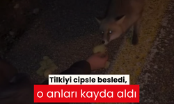 Tilkiyi cipsle besledi, o anları kayda aldı