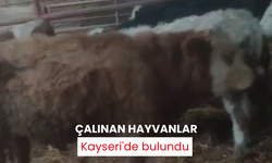 Çalınan hayvanlar Kayseri'de bulundu