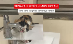 Susayan kedinin musluktan kana kana su içmesi kameraya yansıdı