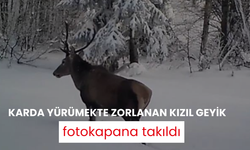 Karda yürümekte zorlanan kızıl geyik fotokapana takıldı