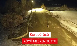 Kurt sürüsü köyü mesken tuttu