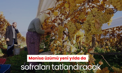 Manisa üzümü yeni yılda da sofraları tatlandıracak