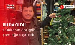 Bu da oldu: Dükkanın önündeki çam ağacı çalındı