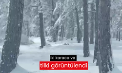 Karabük'te iki karaca ve tilki görüntülendi